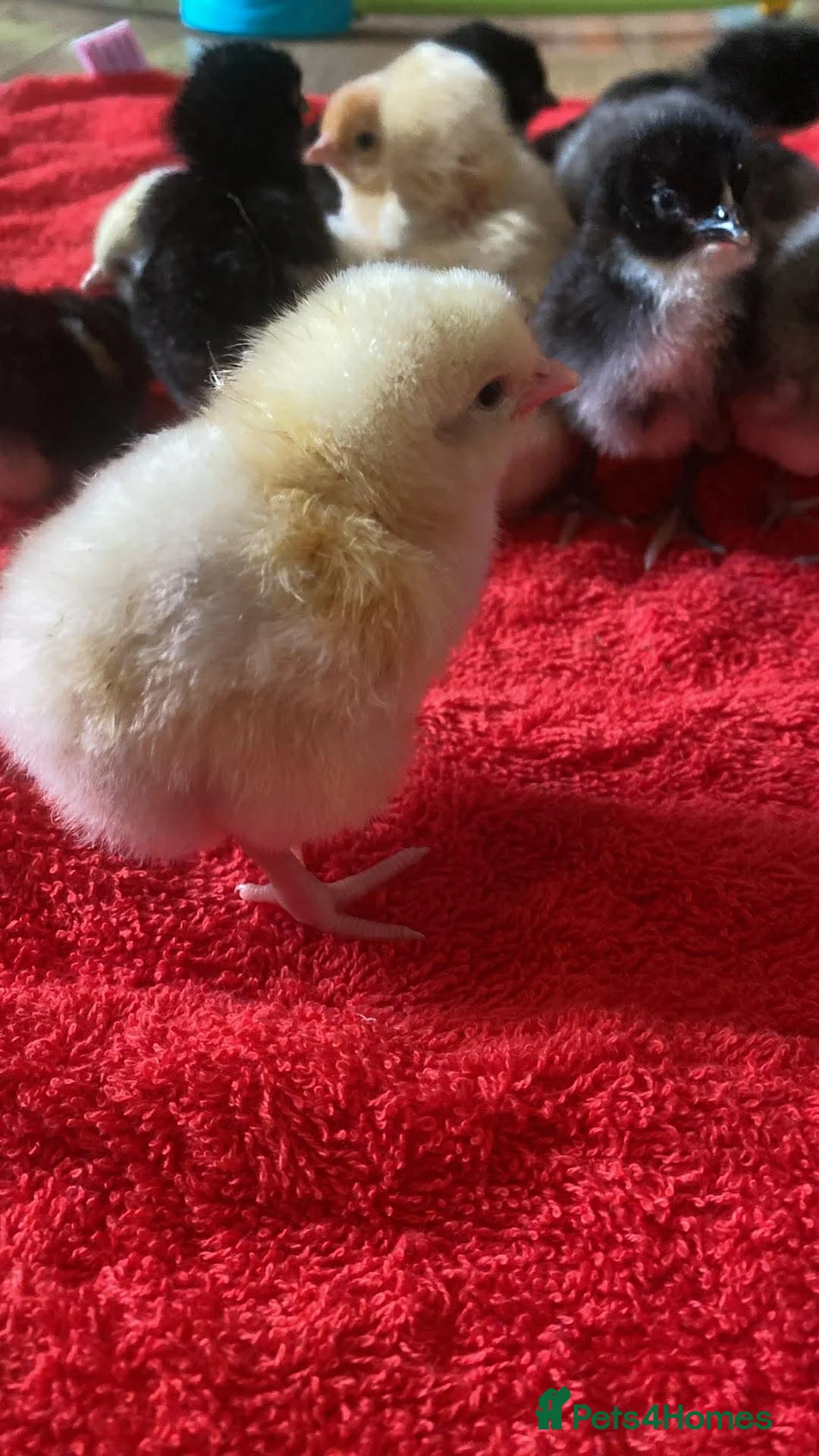 Chickens poultry for sale: Chicks for sale  - Advert 6