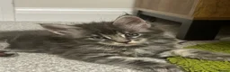 Maine Coon cats for sale:  Exceptional TICA Registered Maine Coon Kittens 🐾 - Advert 7