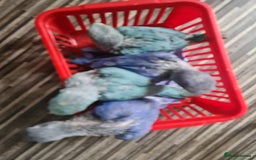 Ringnecks birds for sale: Indianecks  - Image 5