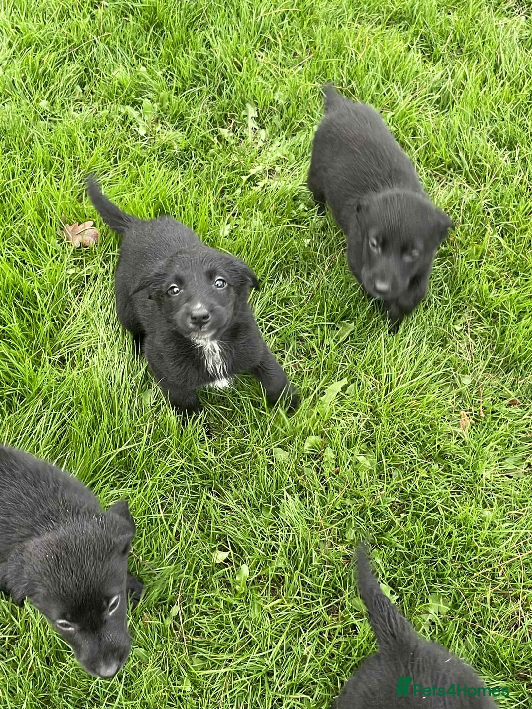 Borador dogs for sale: Vaccinated Fantastic Lab x Border Collie - Advert 4