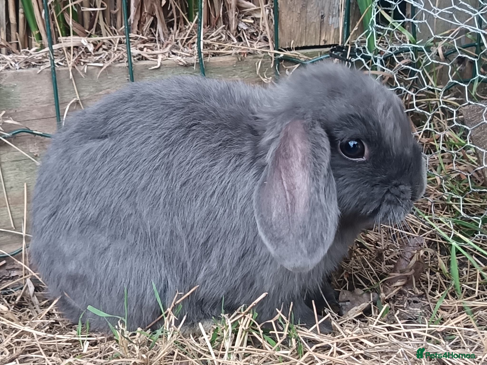 Mini Lop rabbits Mini lop / french lop for sale - Advert 3