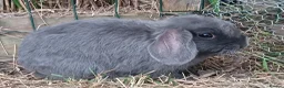 Mini Lop rabbits for sale: Mini lop / french lop for sale in Derby - Advert 1