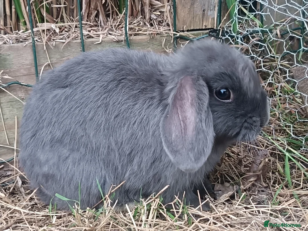 Mini Lop rabbits for sale: Mini lop / french lop for sale in Derby - Advert 1