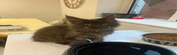 Maine Coon cats for sale: GCCF Reg Stunning Maine coon kittens  in Redditch - Advert 16