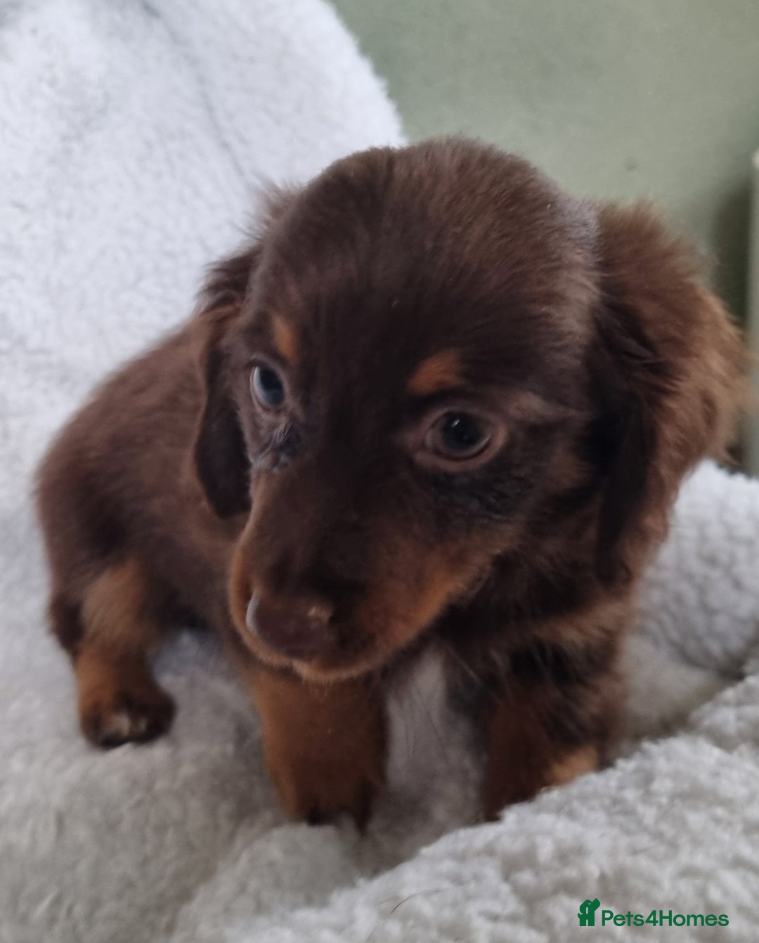 Mixed Breed dogs for sale: Long Haired Dachshund x lilac merle - Image 5