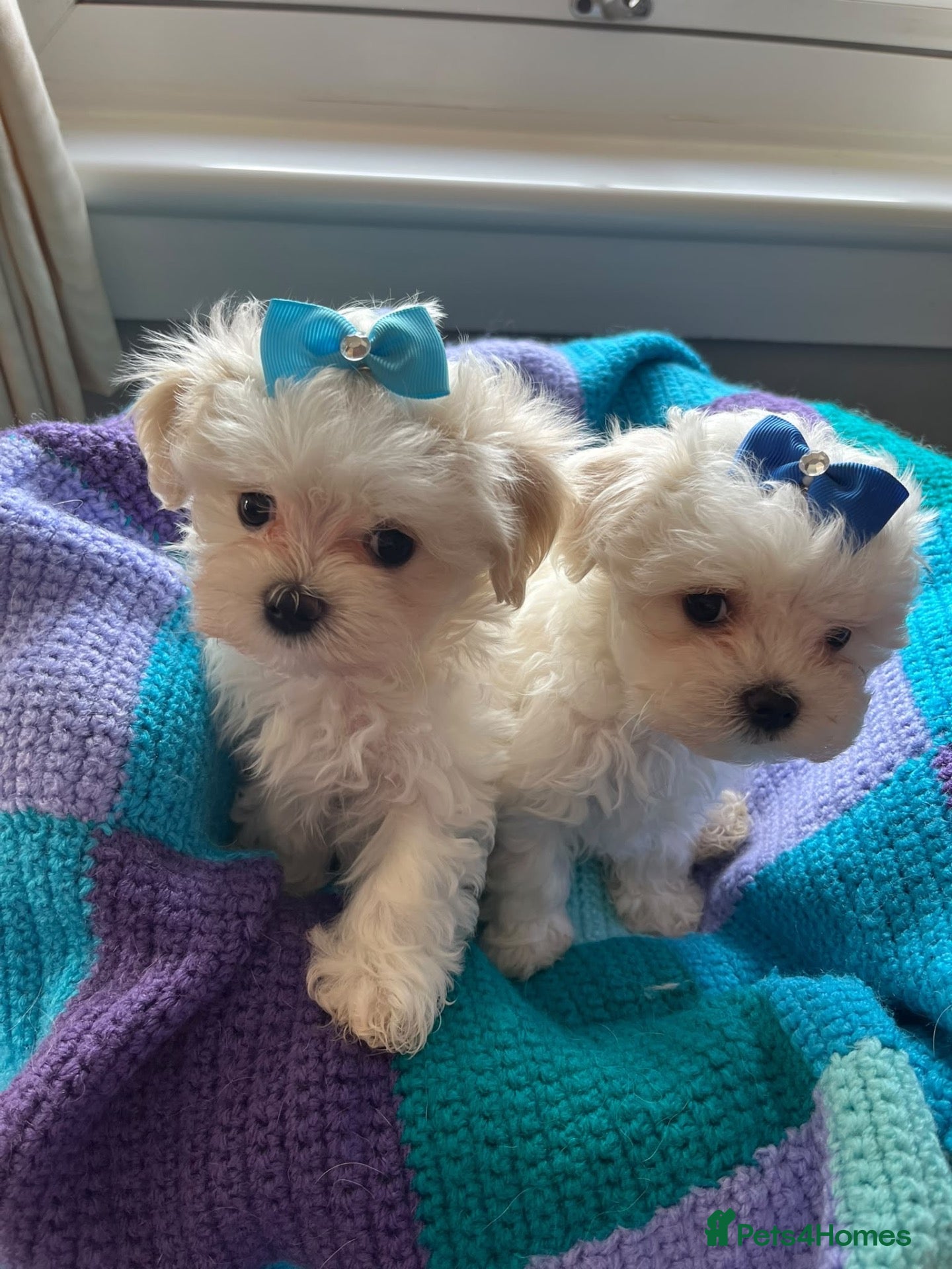 Maltese dogs Gorgeous Maltese Puppies  - Advert 17
