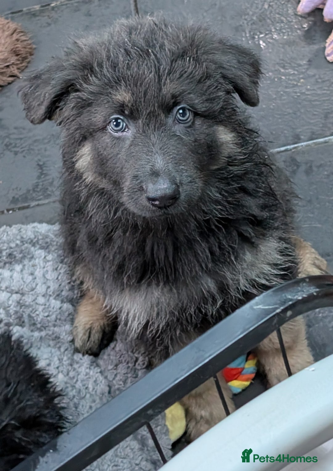 German Shepherd dogs for sale: READY TO GO NOW Blue Isabella German Shepherd Girl - Advert 3