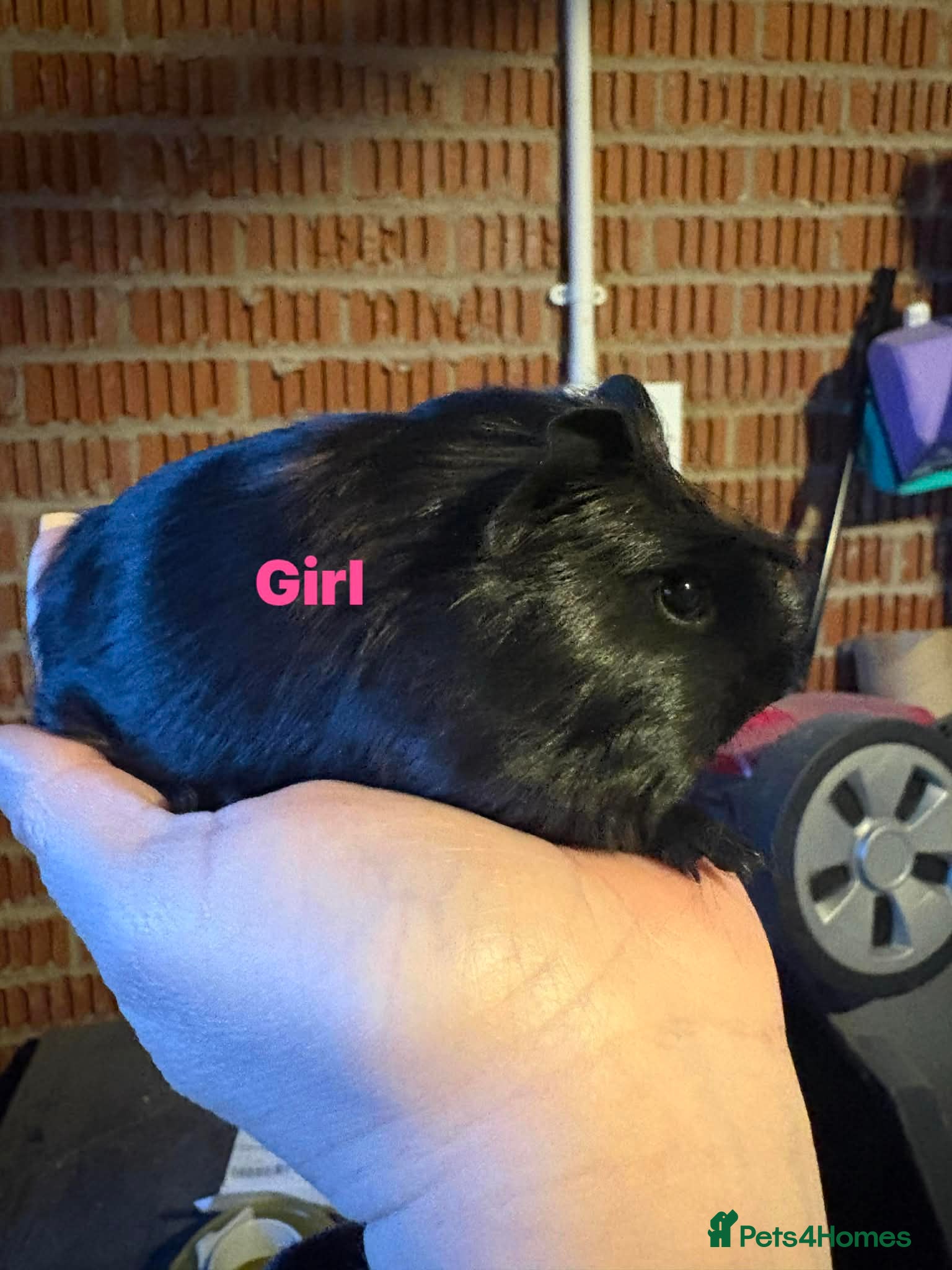 Guinea Pig rodents Male & Female Guinea pigs  - Advert 17