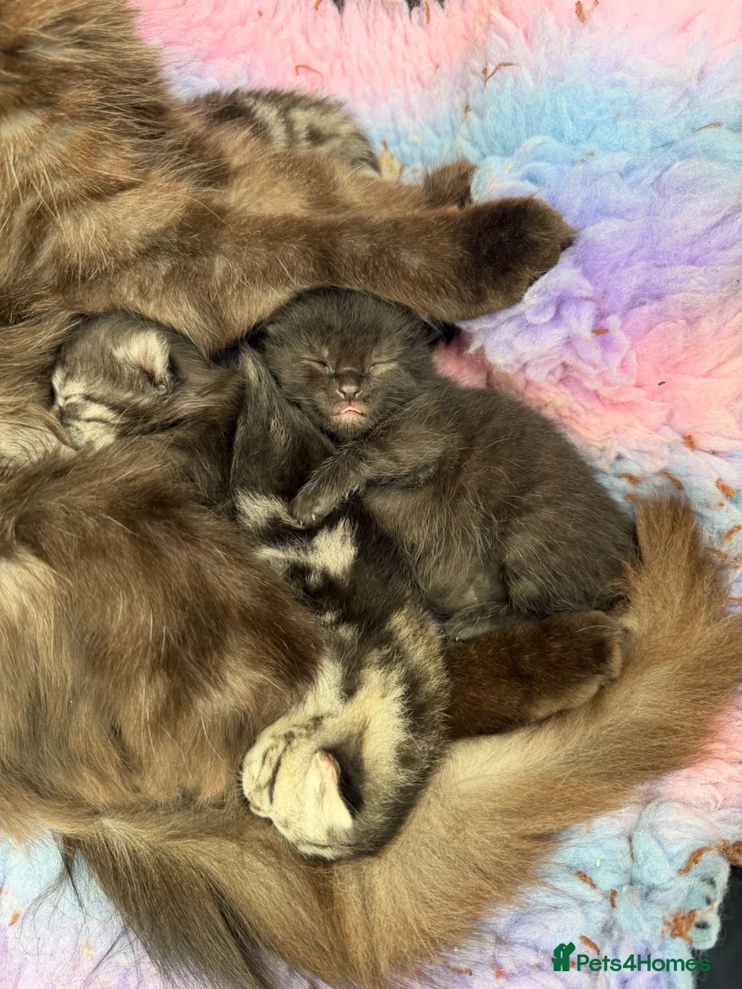 Mixed Breed cats for sale: Gorgeous Silver Tabby & Smokey Grey Kittens - Advert 2