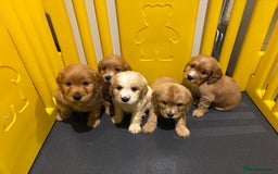 Cocker Spaniel dogs for sale: Cocker spaniel puppys READY SOON - Image 7