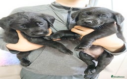 Labrador Retriever dogs for sale: **REDUCED** LAST GIRL PUPPY** - Image 6
