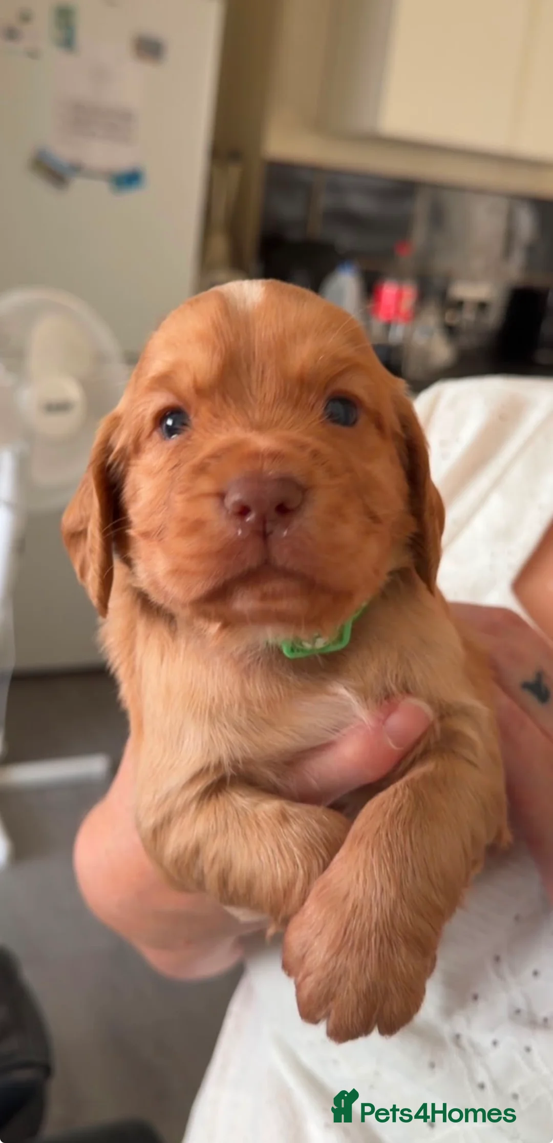 Cocker Spaniel dogs for sale: Stunning kc registered working cocker spaniels - Advert 1