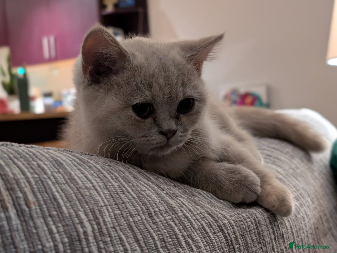 British Shorthair cats for sale: British Short hair Kittens - Image 6