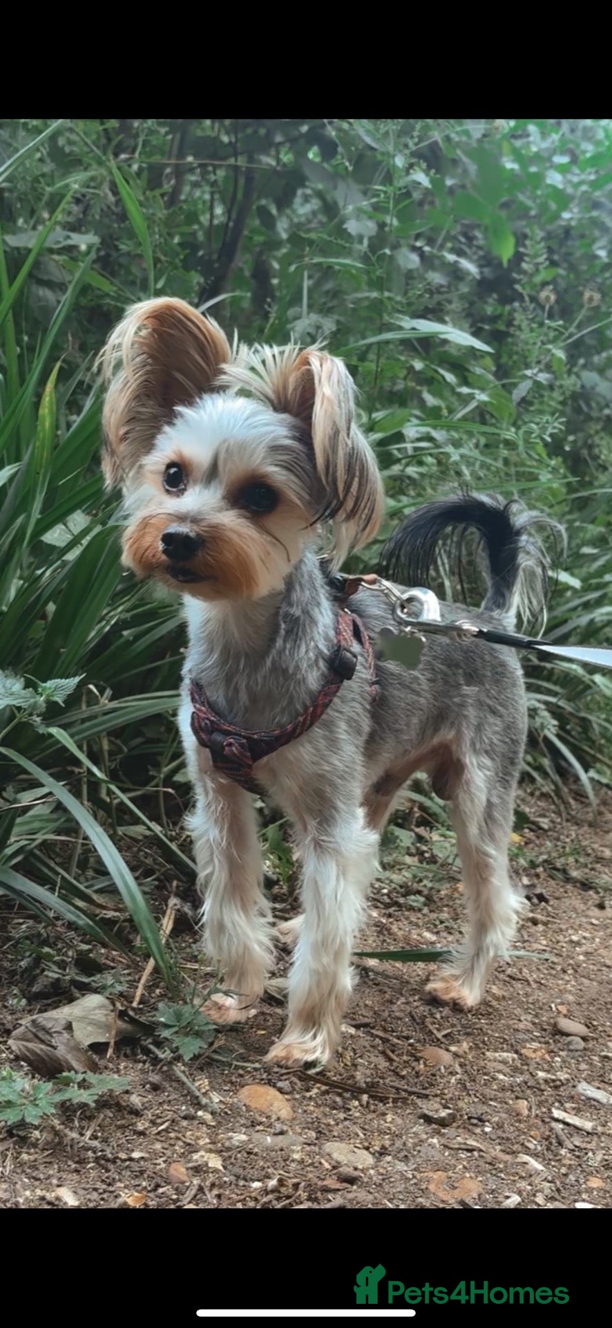 Yorkshire Terrier dogs Small Yorkie boy big personality  - Advert 6
