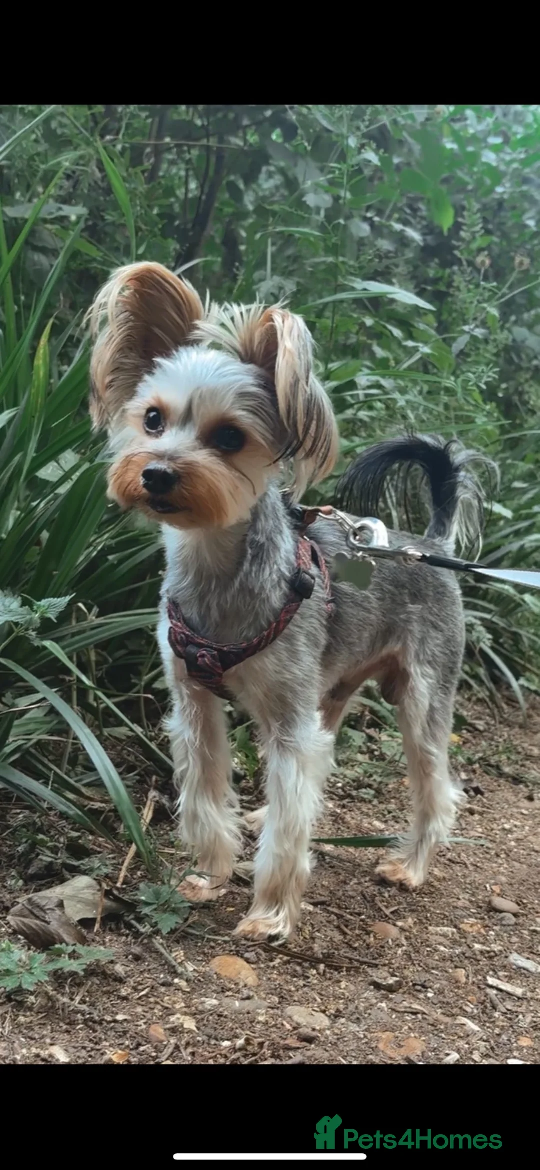 Yorkshire Terrier dogs for stud: Small Yorkie boy big personality  in High Wycombe - Advert 1