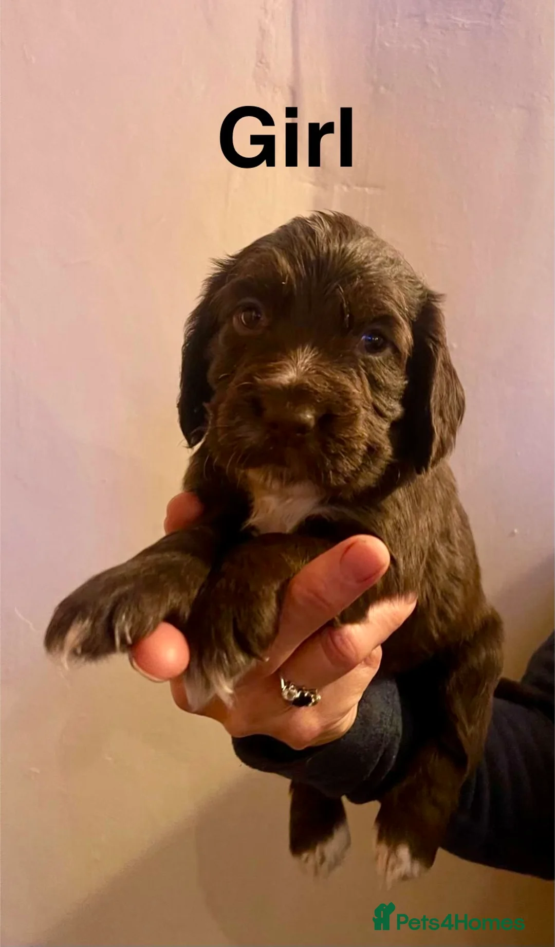 Cocker Spaniel dogs for sale: Beautiful Working Cocker Puppies  - Advert 2