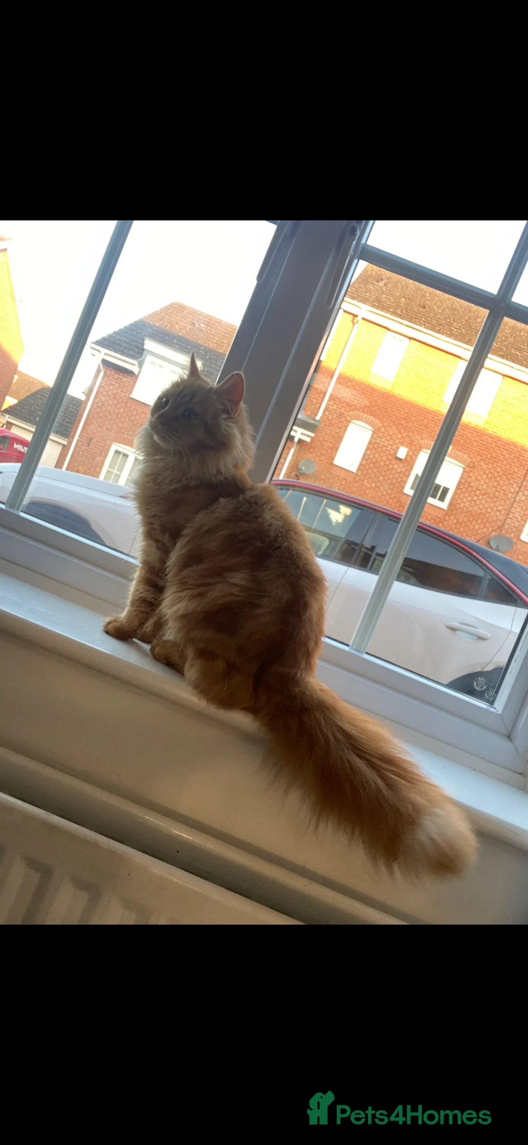 Maine Coon cats for sale: Ginger Maine coon - Advert 1