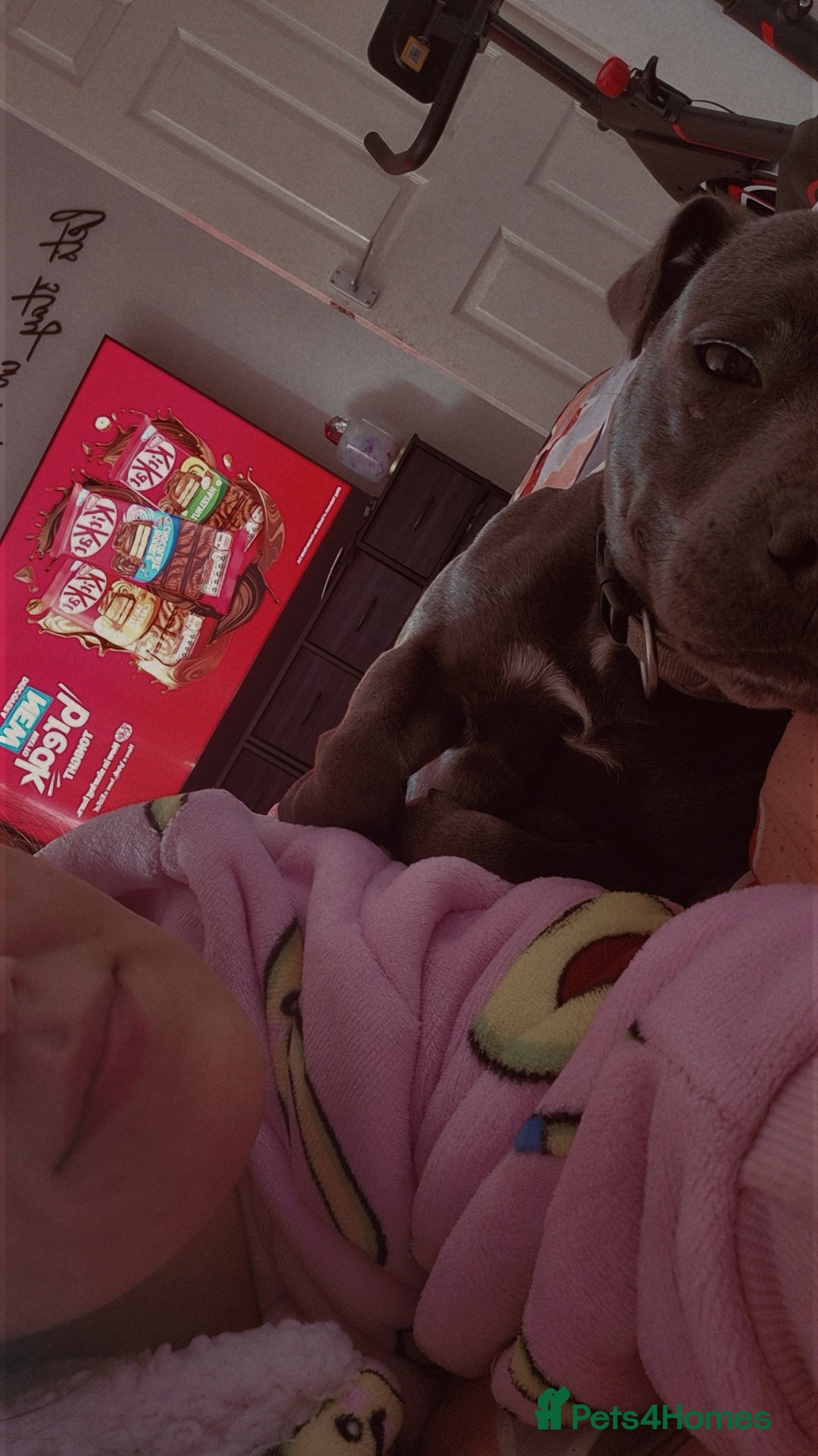 Staffordshire Bull Terrier dogs for sale: Female staff - Image 2