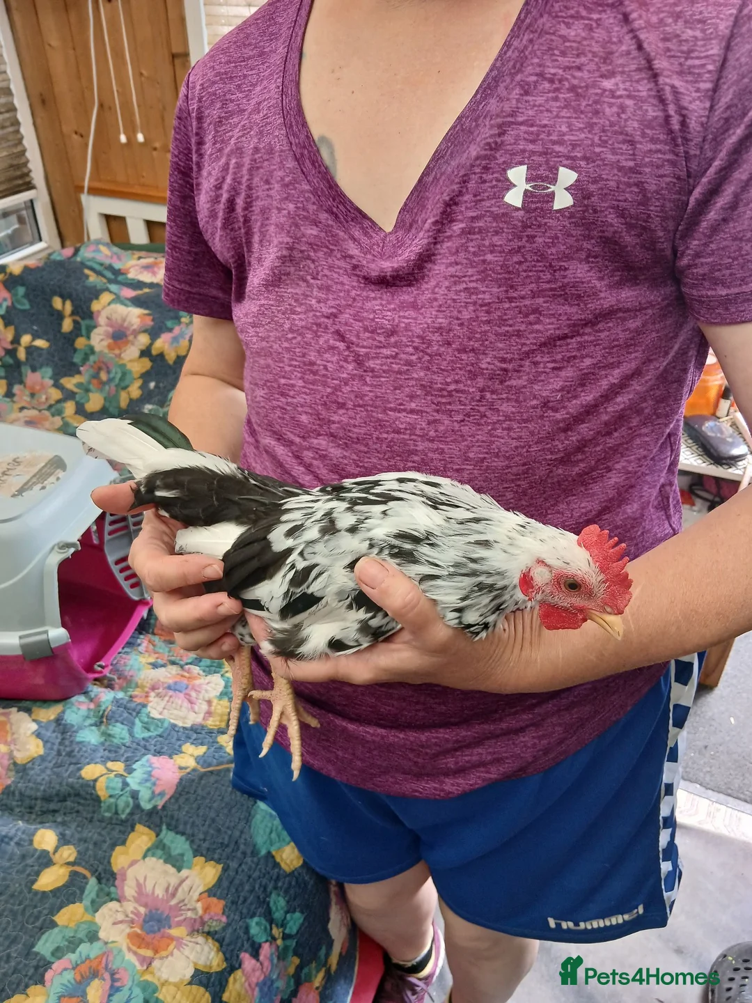 Chickens poultry for sale: Serama cockerals for sale in Letchworth Garden City - Advert 2