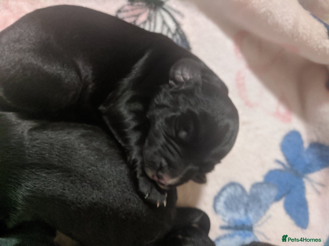 Cocker Spaniel dogs for sale: 6 beautiful working cocker spaniels  - Image 17