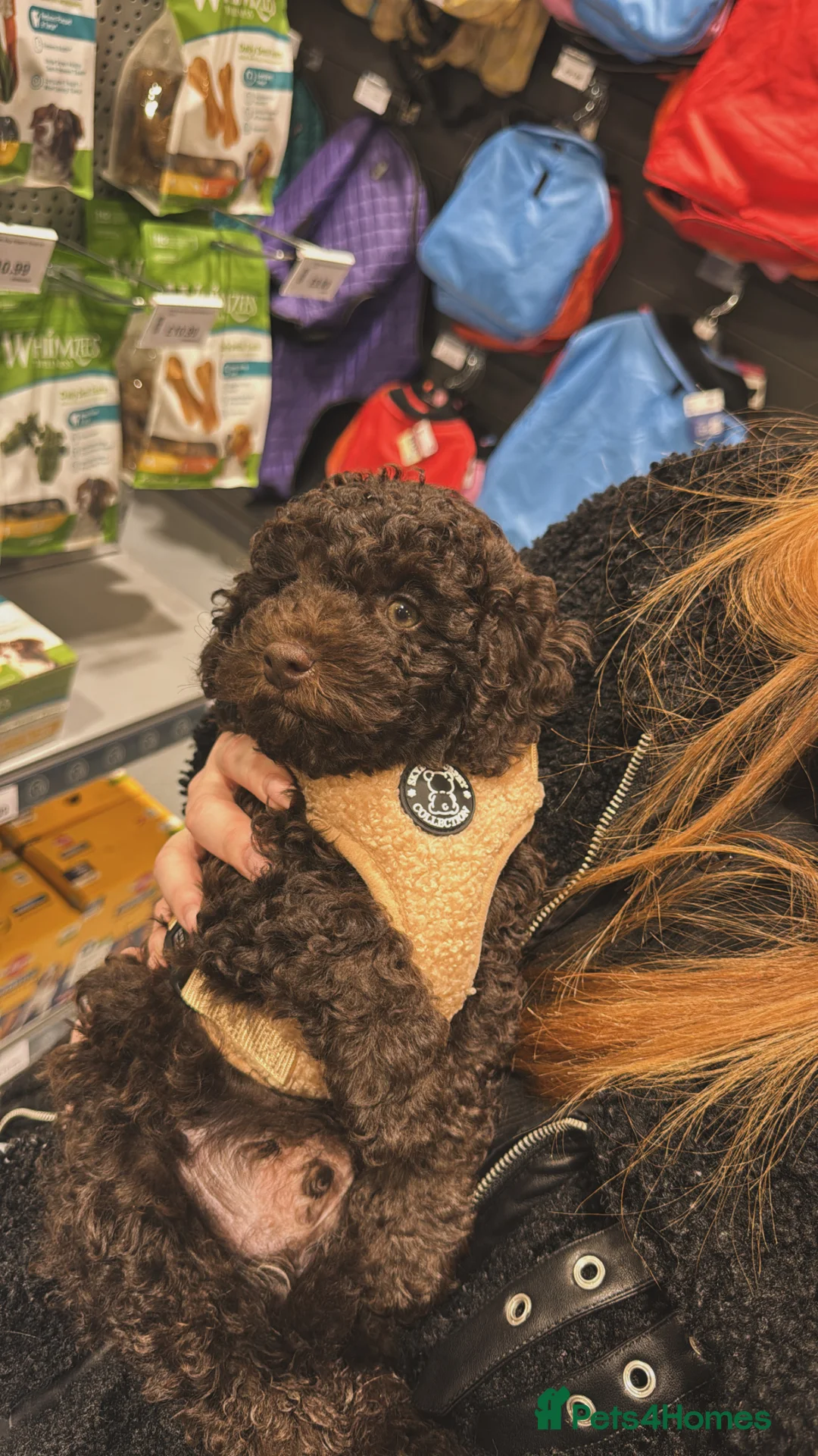 Toy Poodle dogs for sale: Chocolate Toy poodle - Advert 2