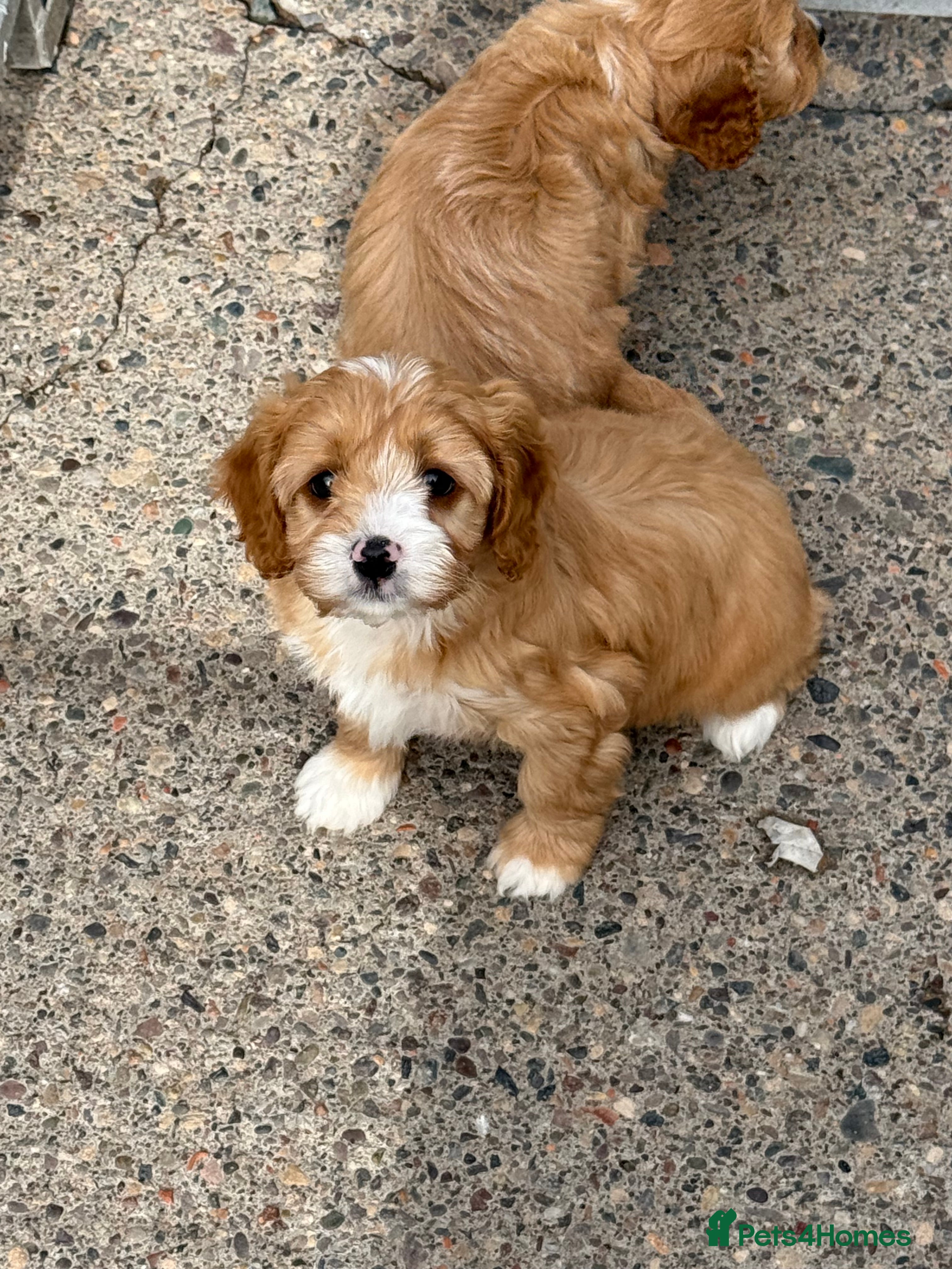 Cavapoo dogs Ready Now Stunning F1 Cavapoos  - Advert 17