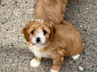 Cavapoo dogs Ready Now Stunning F1 Cavapoos - Advert 17