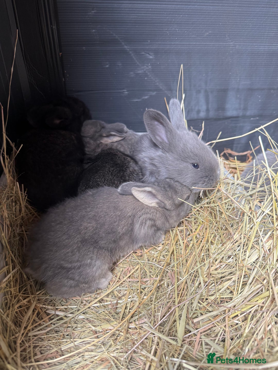 British Giant rabbits for sale: Giant rabbits  - Image 9