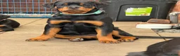 Rottweiler dogs for sale: Rottweiler girl  - Advert 3