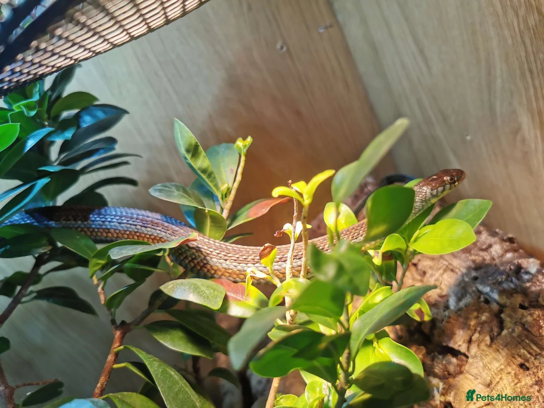 Garter Snake reptiles for sale: 3 Garter Snakes - Advert 8