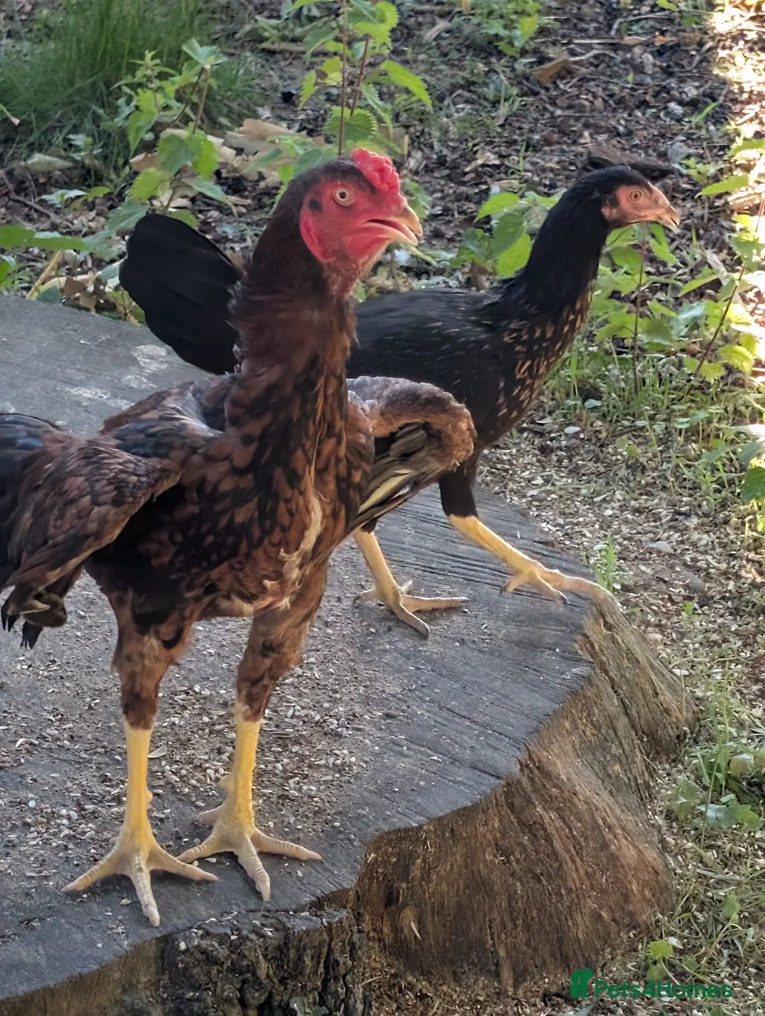 Chickens poultry for sale: Aseel Shamo Top Bloodline Stag - Advert 1