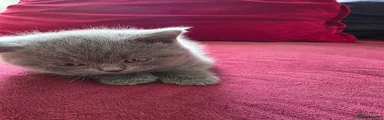 British Shorthair Kitten 1