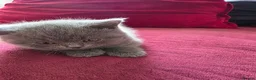 British Shorthair cats for sale: 4 British Shorthair kittens for sale - Advert 7