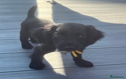 Cocker Spaniel dogs for sale: KC Working Cocker Spaniels available now - Image 6