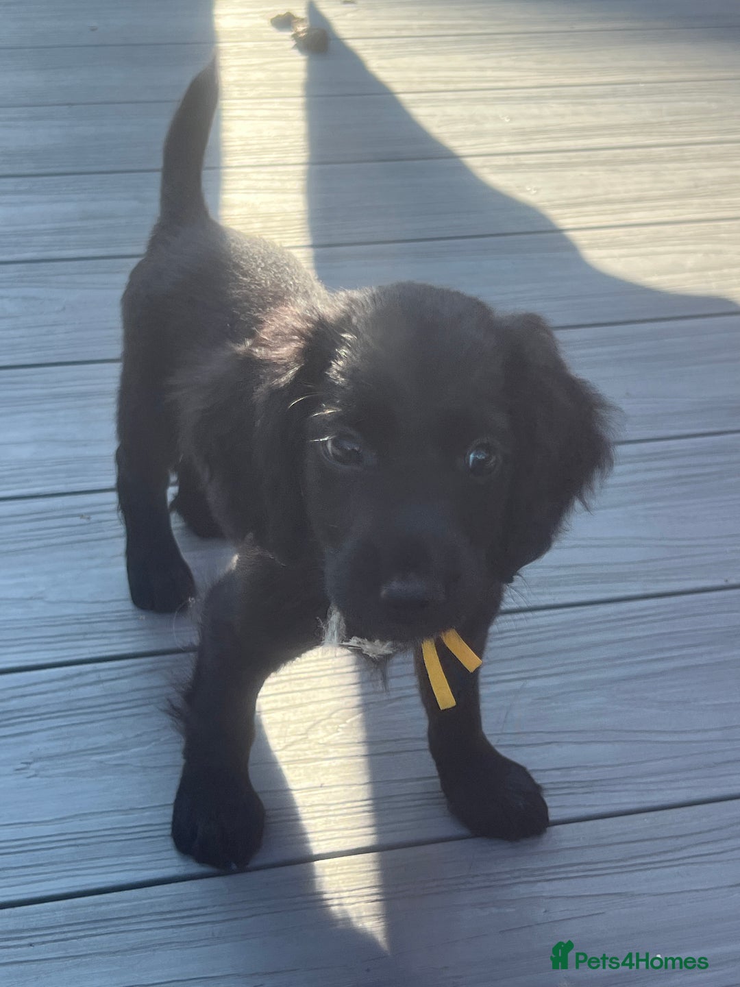 Cocker Spaniel dogs for sale: KC Working Cocker Spaniels available now - Image 6