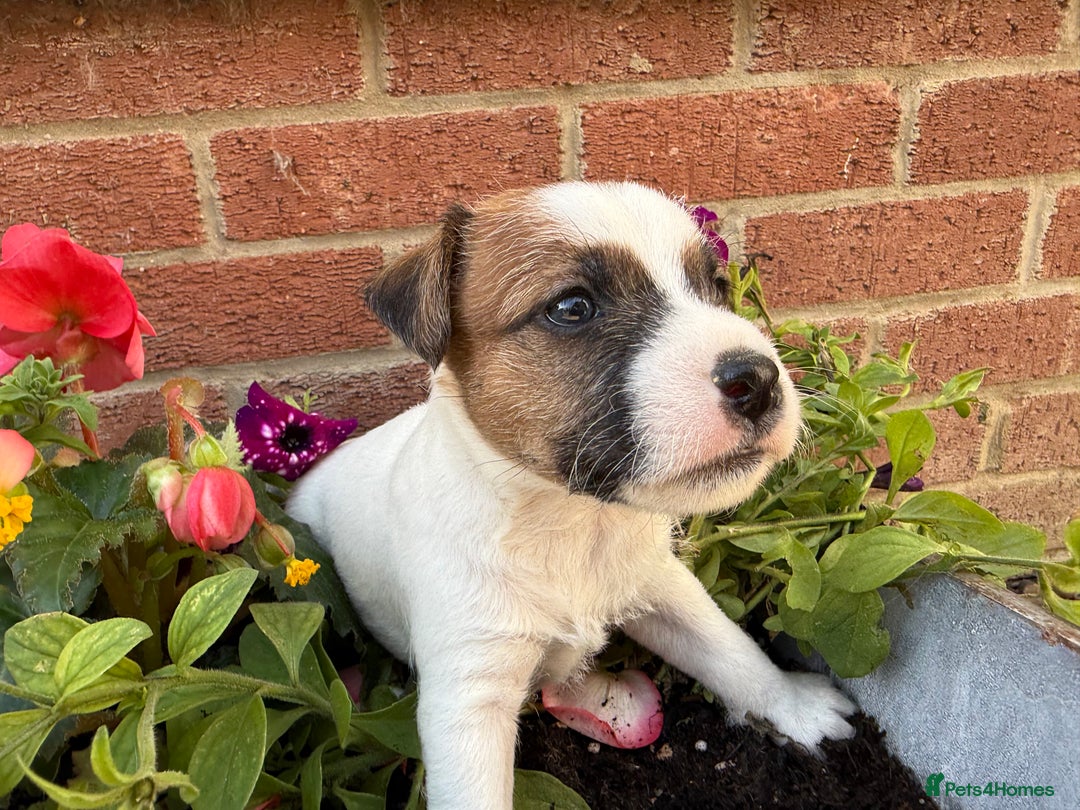 Parson Russell dogs for sale: KC Reg Parson Russell Terrier Pups - Image 1