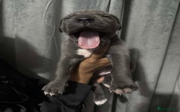 Mixed Breed dogs for sale: Cane Corso x Great Dane pups !! 7 available !! - Image 7