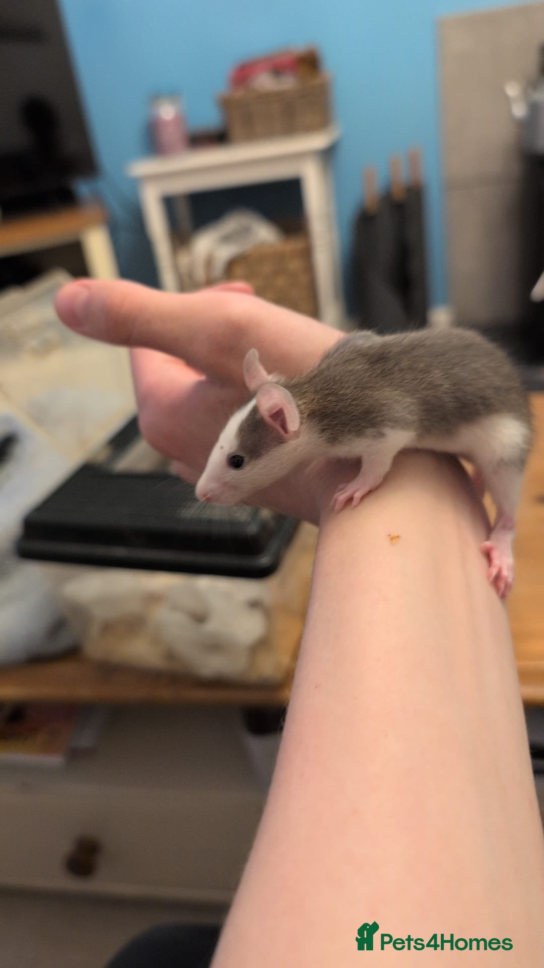 Rat rodents 12 super tame lovely baby rats with various colour - Advert 1