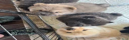 Chow Chow dogs for sale: 5 X chow chow class 1 kc registered  in Manchester - Advert 12