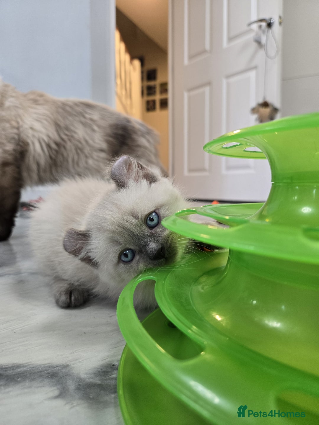 American Curl cats for sale: RARE, Unique, Affectionate American Curl Kittens!  - Advert 24