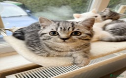 British Shorthair cats for sale: RARE PATTERN BSH PURE KITTEN - Image 1