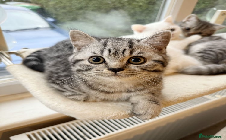 British Shorthair cats - Advert 4