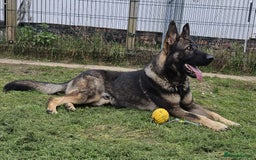 German Shepherd dogs for sale: Superb KC Reg’d German Shepherd - Image 9