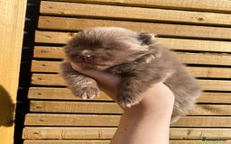 Pomeranian dogs for sale: outstanding true to typ pomeranian puppy's  - Image 8