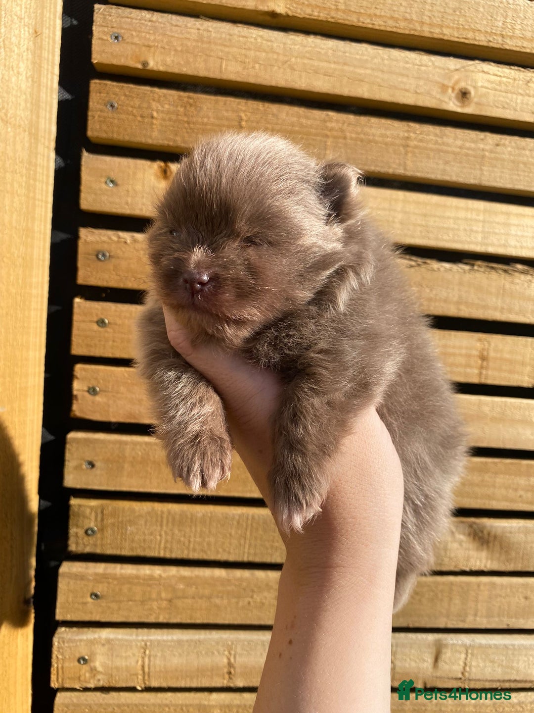 Pomeranian dogs for sale: outstanding true to typ pomeranian puppy's  - Image 8