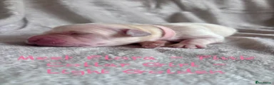 Flora - Pink Collar