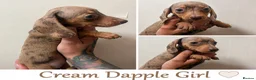 Dachshund dogs for sale: Beautiful miniature dachshunds ready to go - Advert 4