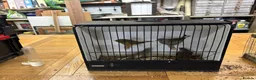 Canaries birds for sale: Canaries  in Chelmsford - Advert 4