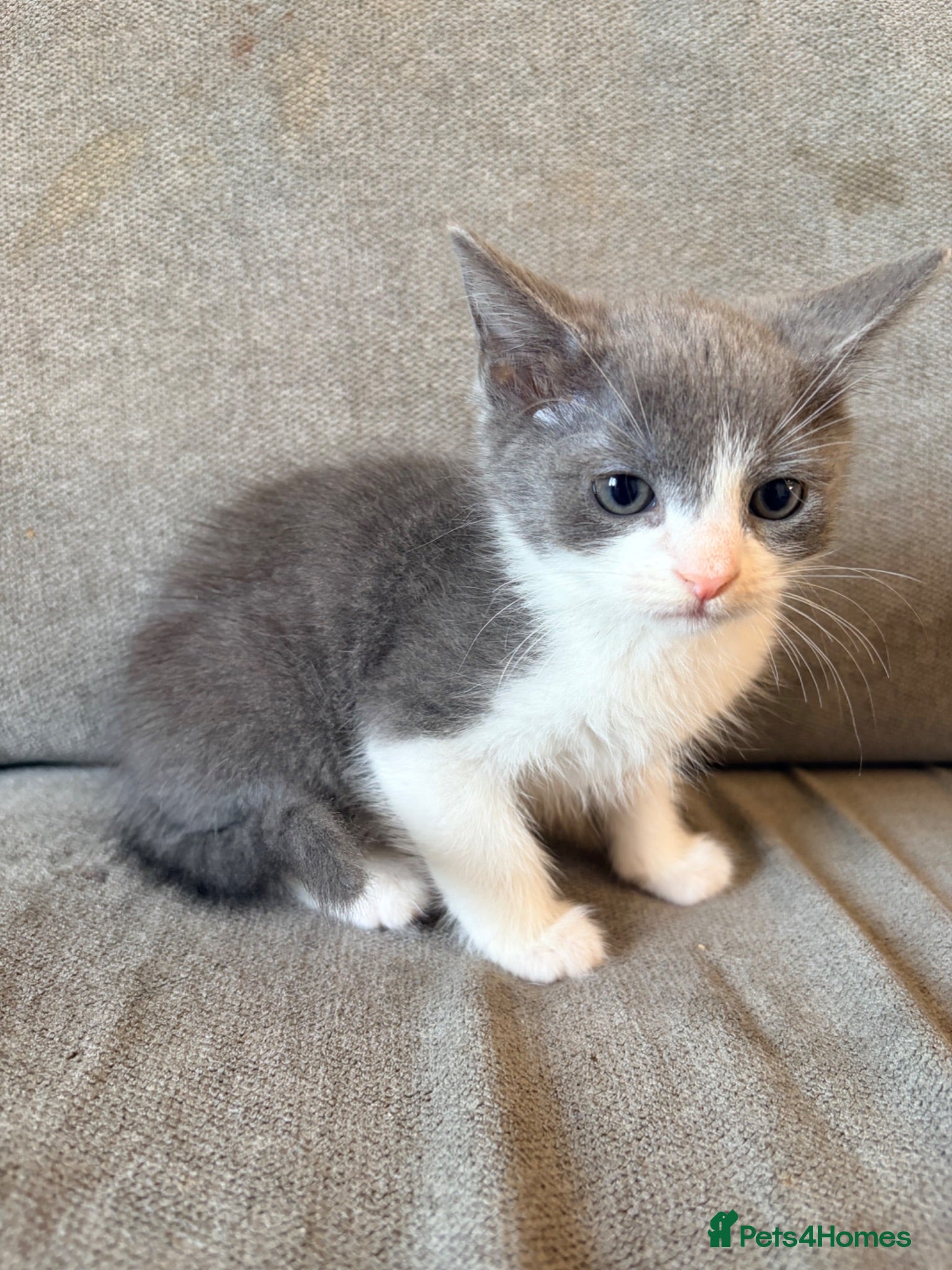 Mixed Breed cats Male Russian blue x Bengal kitten ( ready to go) - Advert 3