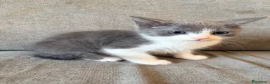 Grey and white male 